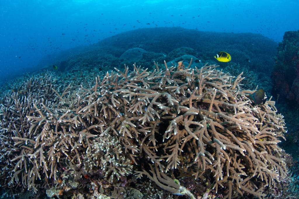 Dive Sites Nusa Penida 